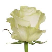 Троянда Мондіаль 80 см. Еквадор (шт, білий)