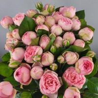 Троянда Лайт Пінк піано 50 см. Харків (шт, світло-рожевий)