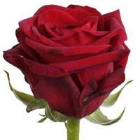 Троянда Ред наомі 90 см. Флора Вест (шт, червоний)