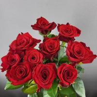 Троянда Марічка Уцен . 70 см. Камелія (шт, червоний)