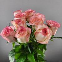 Троянда Джаміля Уцен. 60 см. Камелія (шт, біло-червоний)
