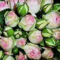 Троянда Бридал піано 70 см. Харків (шт, рожевий)