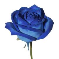 Роза крашеная синяя 80 см  Кения