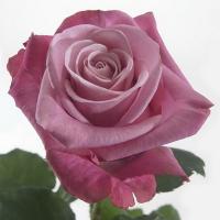 Троянда Діп вотер 60 см. Кенія (шт, бузковий)