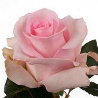 Троянда Новія 80 см. Еквадор (шт, рожевий)