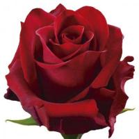 Троянда Експлорер 80 см. Еквадор (шт, червоний)
