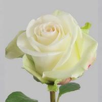 Троянда Альба 70 см. Еквадор (шт, білий)