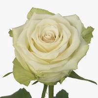 Троянда Адалония 70 см. Кенія (шт, білий)