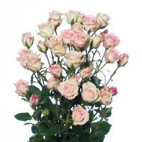 Троянда Крем твістер кущ. 60 см. Кенія (шт, рожевий)