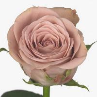 Троянда Капучіно 30 см. Кенія (шт, латте)