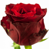 Троянда Камала 80 см. Асканія (шт, червоний)