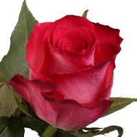 Троянда Ніколетта 50 см. Кенія (шт, червоний)