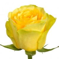 Троянда Илиос 50 см. Асканія (шт, жовтий)