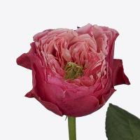 Троянда Вувузела церіз 40 см. Кенія (шт, червоний)