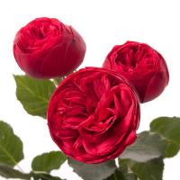 Троянда Ред піано кущ. 50 см. Кенія (шт, червоний)