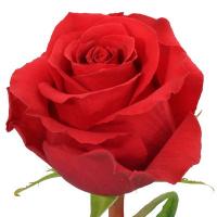 Троянда Ніна 70 см. Еквадор (шт, червоний)