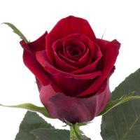 Троянда Фінеллі 70 см. Еквадор (шт, червоний)