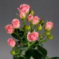 Троянда Грація кущ. 50 см. Асканія (шт, рожевий)