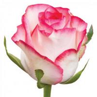 Троянда Джаміля 40 см. Асканія (шт, біло-червоний)
