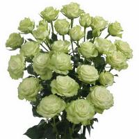 Троянда Грин глоу 60 см. Кенія (шт, зелений)