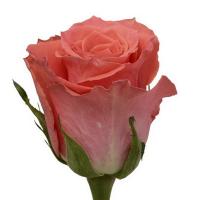 Троянда Амстердам 60 см. Еквадор (шт, рожевий)