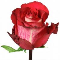 Троянда Ігуазу 70 см. Еквадор (шт, червоно-білий)