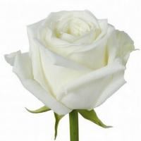 Троянда Білий Шоколад 80 см. Еквадор (шт, білий)
