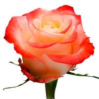 Троянда Кабарет 80 см. Кенія (шт, червоно-білий)