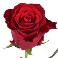 Троянда Родос 70 см. Кенія (шт, червоний)
