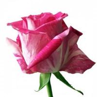Троянда Вілд топаз 80 см. Еквадор (шт, малиновий)