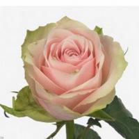 Троянда Пінк атена 50 см. Кенія (шт, рожевий)