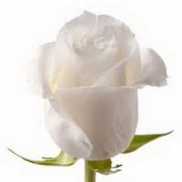 Троянда Білуга 60 см. Асканія (шт, білий)