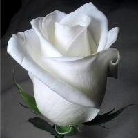 Троянда Боінг 65 см. Харків (шт, білий)