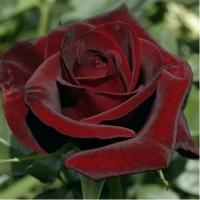 Троянда Блек 95 см. Харків (шт, червоний)
