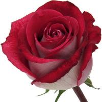 Троянда Парадіз 90 см. Асканія (шт, червоно-білий)