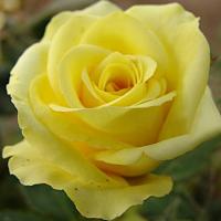Троянда Кронос 65 см. Харків (шт, жовтий)