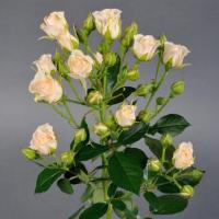 Троянда Крем грація кущ. 60 см. Асканія (шт, кремовий)