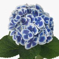 Гортензия голубая импортная  50 см Beau Dali