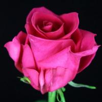 Троянда Айві 50 см. Асканія (шт, малиновий)