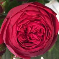 Троянда Ред піано 50 см. Харків (шт, червоний)