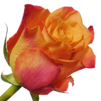 Троянда Маріо 70 см. Кенія (шт, помаранчевий)
