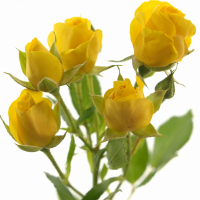 Троянда Маріса кущ. 60 см. Кенія (шт, жовтий)