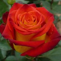 Троянда Вищий світ екстра 65 см. Харків (шт, червоно-жовтий)