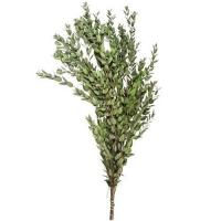 Эвкалипт Parvifolia 200 гр. уп.