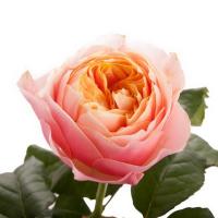 Троянда Вувузела 35 см. Кенія (шт, помаранчевий)