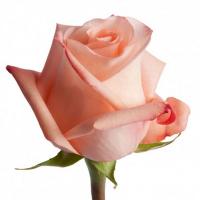 Троянда Ангажемент 80 см. Еквадор (шт, рожевий)