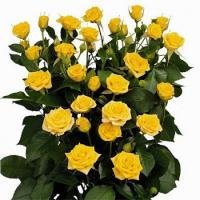 Троянда Шанні кущ. 50 см. Асканія (шт, жовтий)