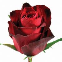 Троянда Мадам ред 50 см. Кенія (шт, червоний)