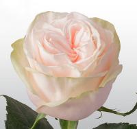 Троянда Веддінг роуз 50 см. Кенія (шт, рожевий)