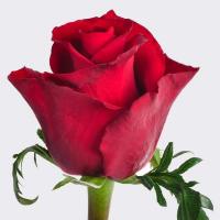Троянда Евер ред 60 см. Кенія (шт, червоний)